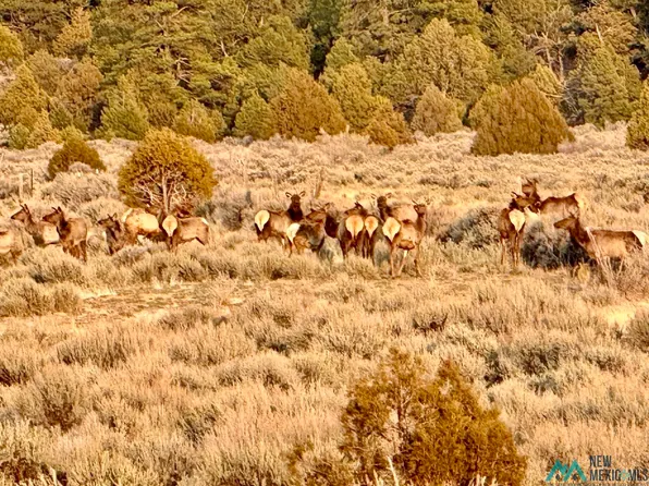 Highway 96 #&-595, Gallina, NM 87017