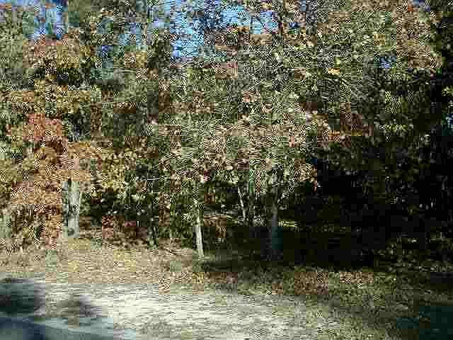 2nd image of Wagoner Court