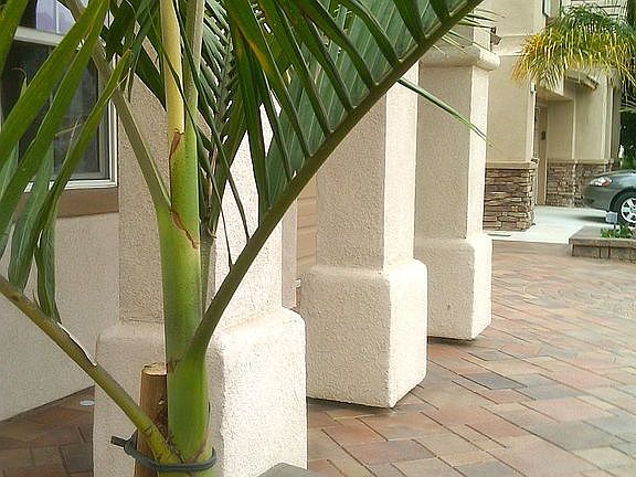 King Palm Planter