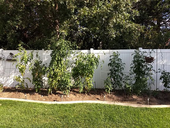 Garden and fence