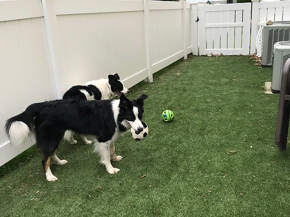 All seasons turf dog area 