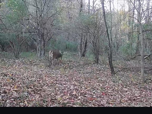 3rd image of 1442 W Tyler Rd