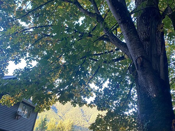 Big maples