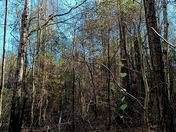 Upland hardwood on the northwestern portion of the property.