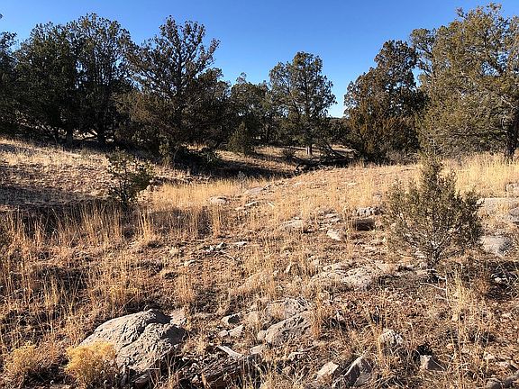 Seasonal Creek & Large Trees