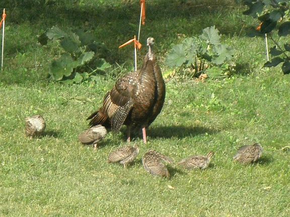 Mama and babies