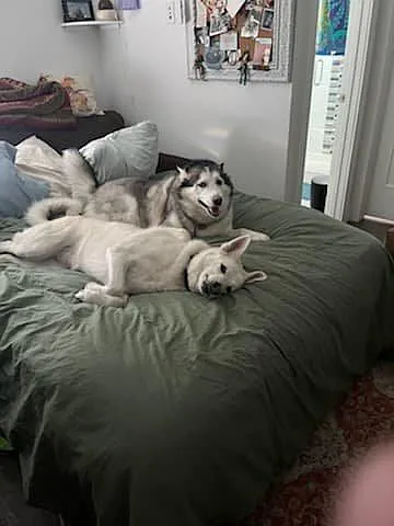 Doggos