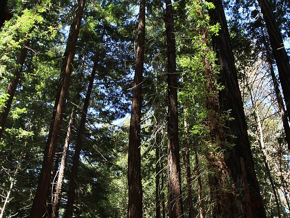Stately old growth redwooeds