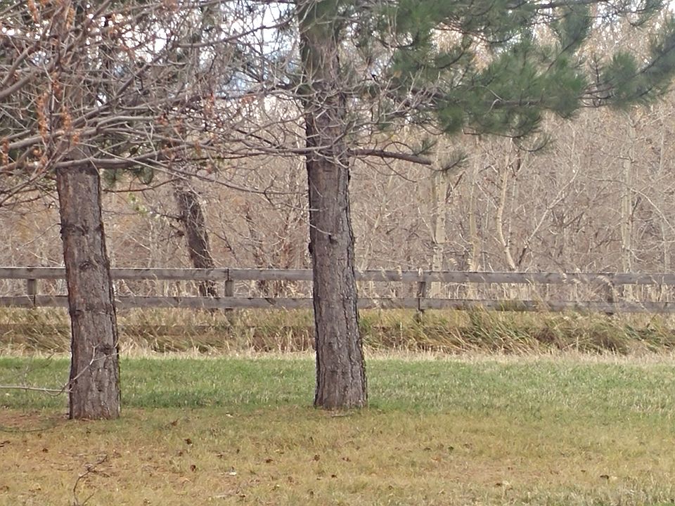 2nd image of 8316 Huffine Ln