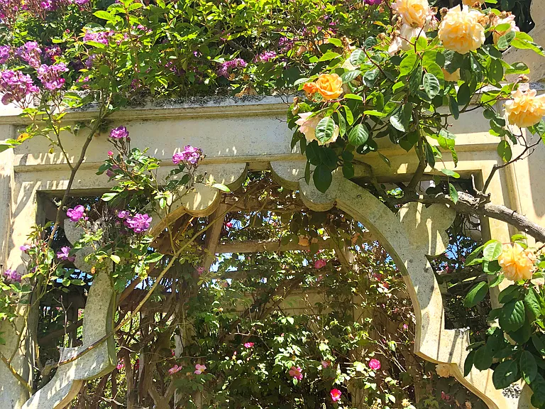 A stunning display of German purple-blue "veilchenblau" rambling rose mixes well with Buff Beauty.