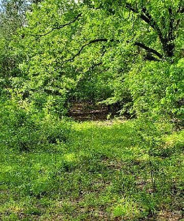 4th image of 1009 Lee Road 651