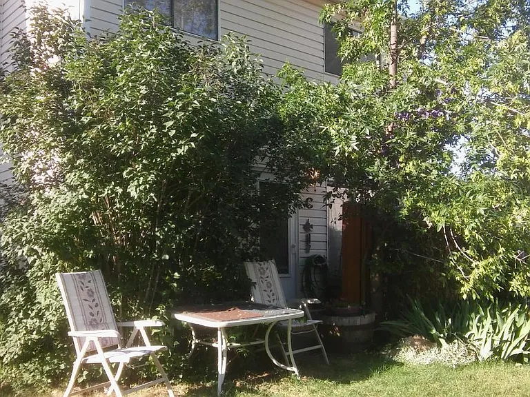 Look at your private jungle I grew that lilac bush from a twig
