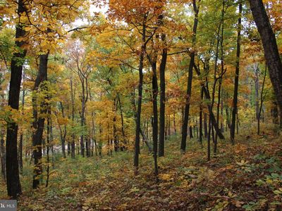 Moorehead Rd, Gore, VA, 22637