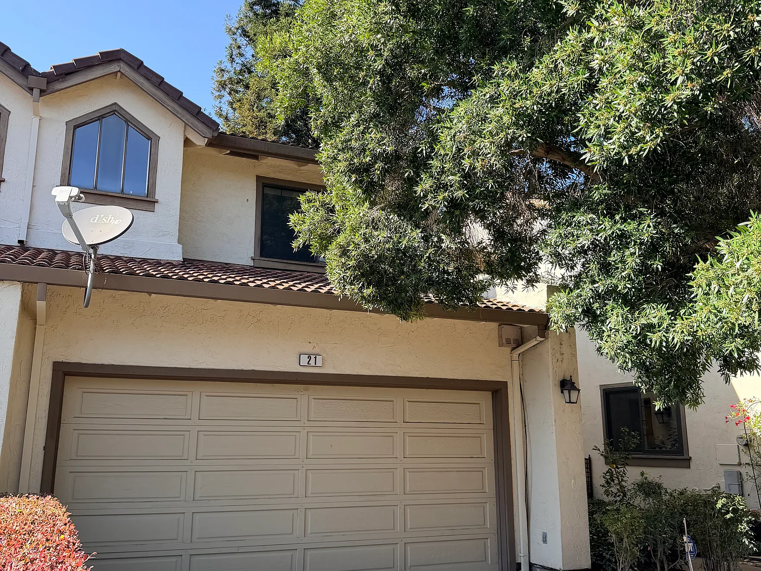 Gazania Ter, Fremont — Photo 1