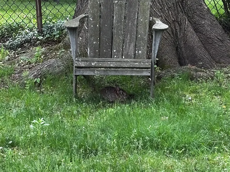 Backyard and neighborhood bunny