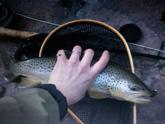 Upper Neversink Brown