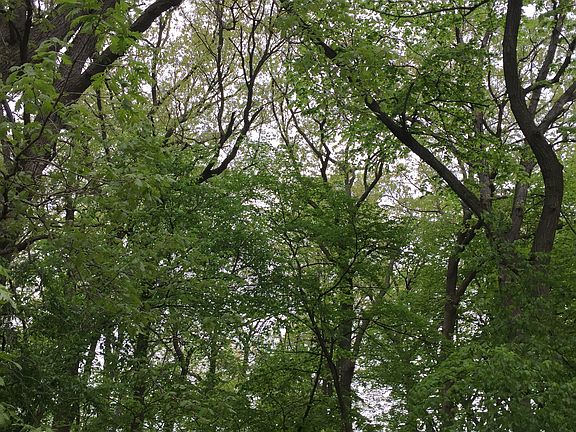 Backyard woods