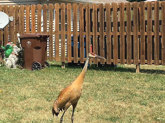 Sand crane in summer time.