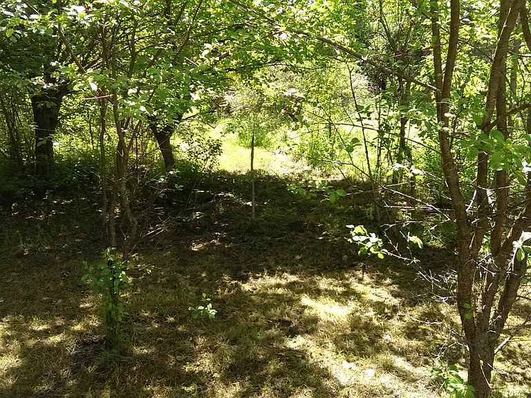4772 Bailey Bridge Rd — Photo 20