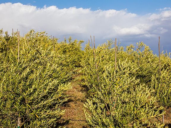 3 Acre Olive Orchard