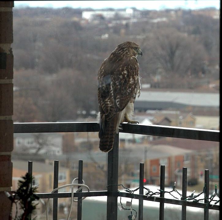 1st image of 7141 N Kedzie Ave APT 1503