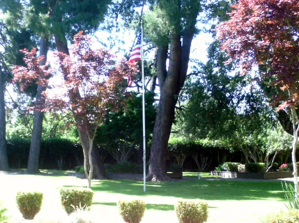 Arbol Verde