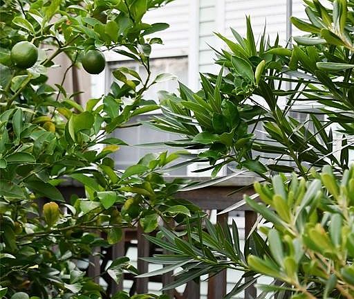 Peeking Through the Citrus Trees onto the Front Porch/Deck Area