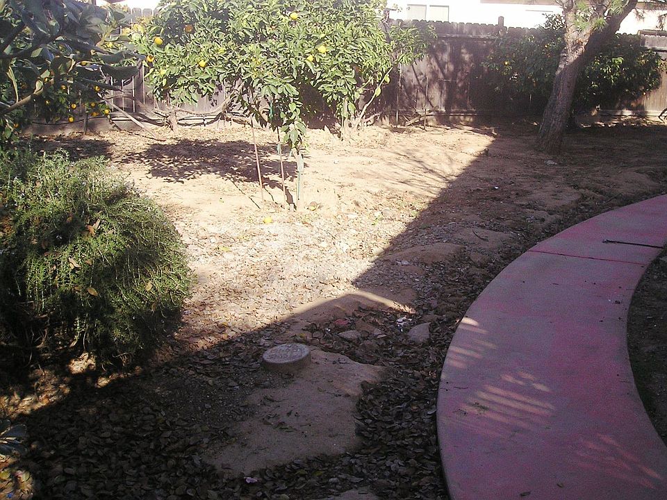 back yard fruit trees