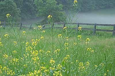 Morning in the meadow