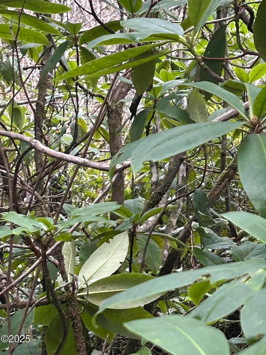 Tl309 Kinglet St photo 1