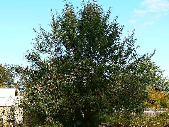 Apples Ready for Harvest