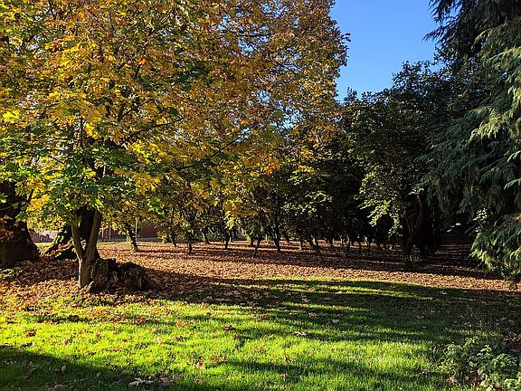 Backyard in the fall