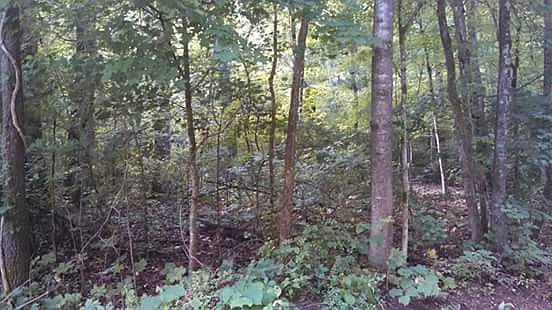 2nd image of Lot 54 Shady Trail