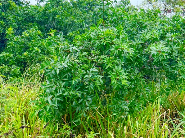 Mark Twain St Lot 27, Naalehu, HI 96772