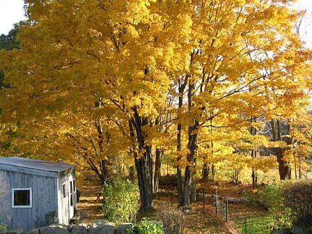 Backyard in Fall