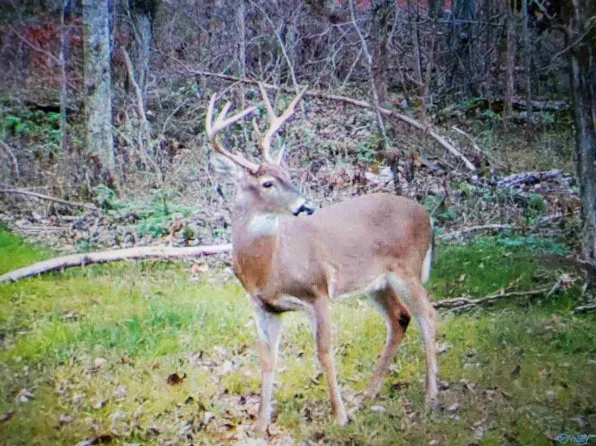 50 A County Hwy #7, Woodville, AL 35776