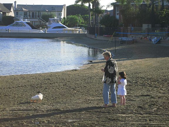 feeding ducks in backyard