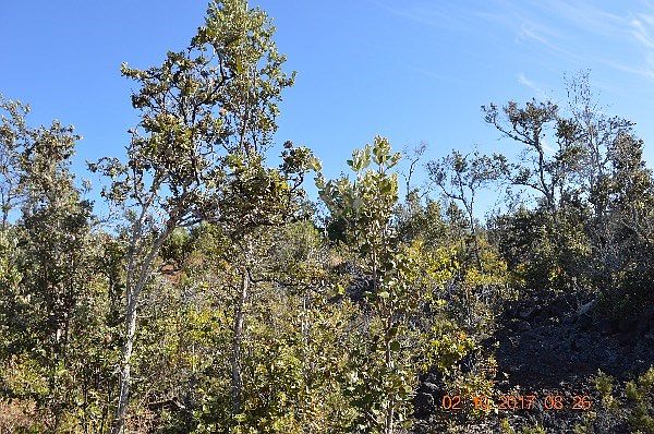 1st image of Orchid Pkwy Lot 9