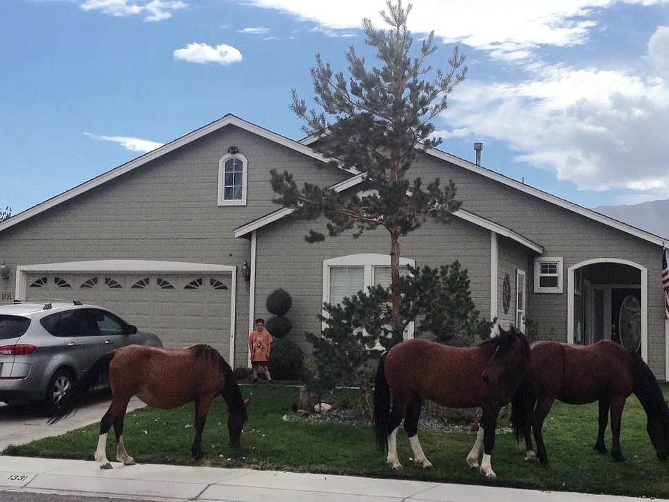 front yard view/wild horses