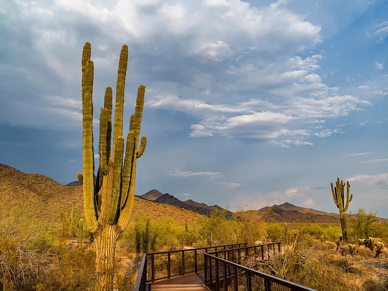 Discover serene trails and breathtaking desert views at McDowell Sonoran Preserve.