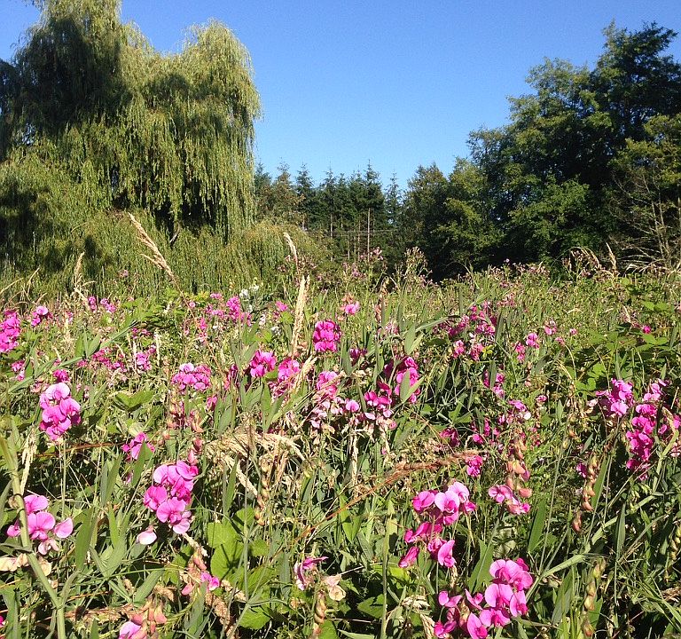 The surrounding 3 acre 
field in summertime.