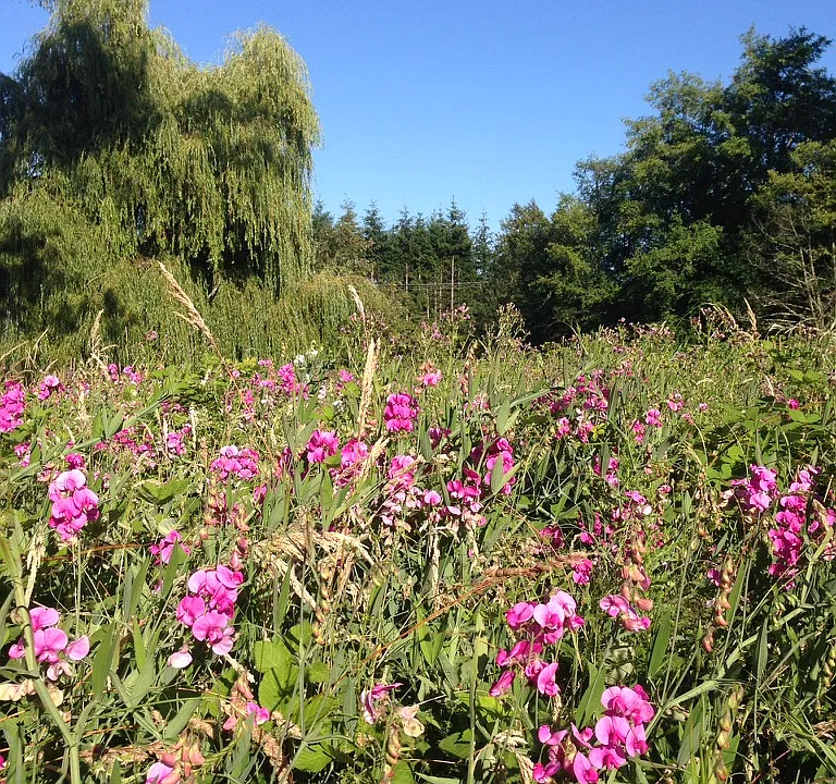 The surrounding 3 acre 
field in summertime.