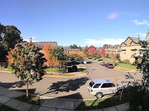 Beautiful tree lined street