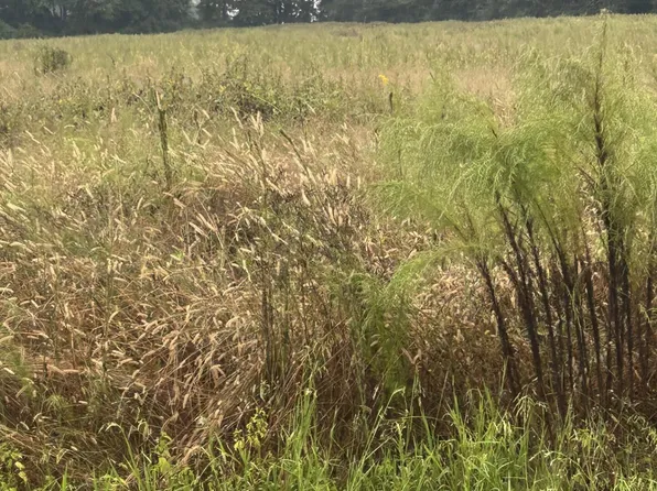 11.98 Pelham Road, Willard, NC 28478