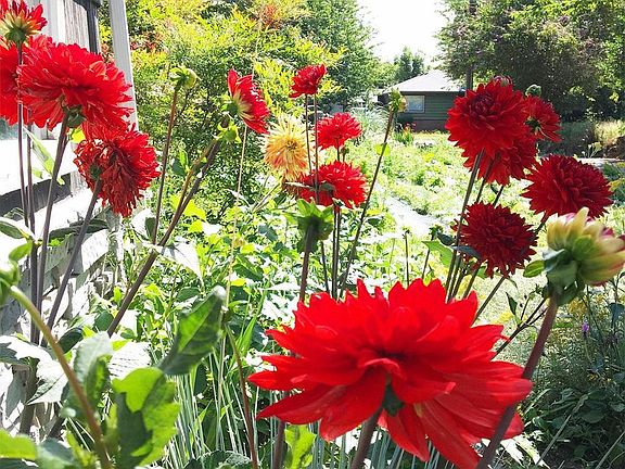 Front Garden Bed
