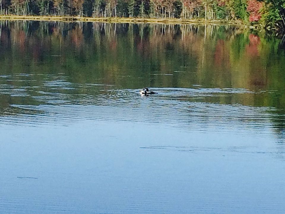 Always a resident loon famil