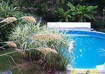 Pool in Backyard