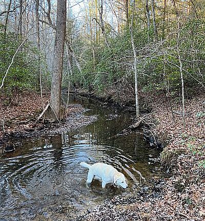 Year round creek at back