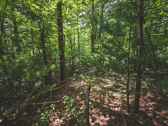 5th image of 7 Dogwood Mountain Ln