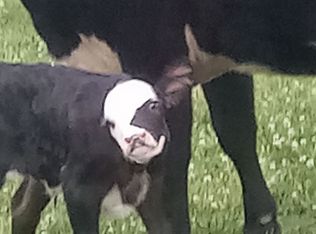 1237 Langley Rd, Staley, NC 27355